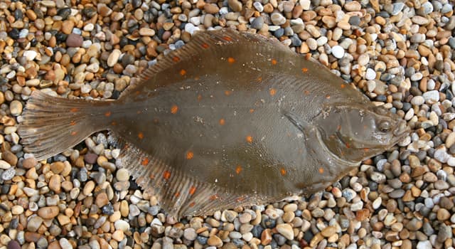 Natuur Trivia Vraag: Welke van deze is een platvis met beide ogen aan de rechterkant van het lichaam?