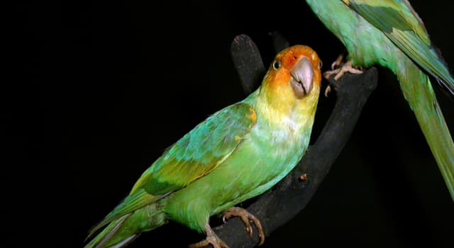 Natuur Trivia Vraag: Wanneer is de carolinaparkiet uitgestorven?