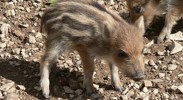 Natuur Trivia Vraag: Van welk dier is dit het jong?