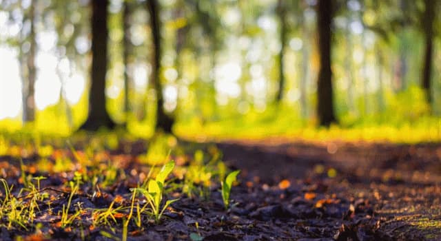 Naturaleza Pregunta Trivia: ¿Cuál es un criterio clave para evaluar la protección de un área natural?