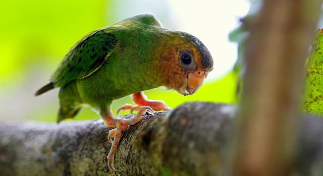 Natuur Trivia Vraag: Wat is de kleinste vogelsoort uit de familie van de papegaaien?