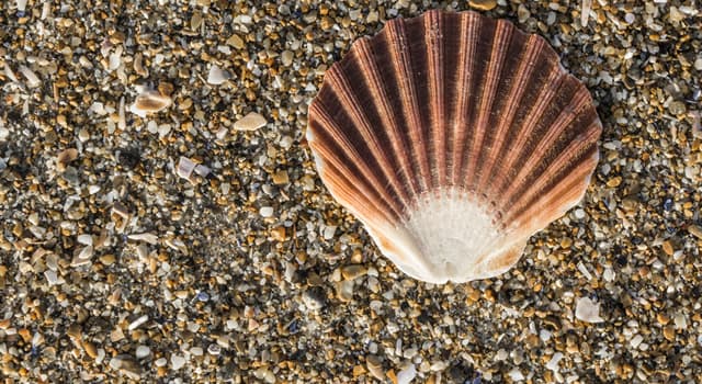 Natuur Trivia Vraag: Wat wordt er binnenin de schelp van een oester gevormd?