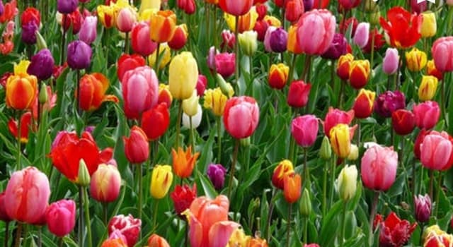 Doğa Trivia Sorusu: Hollanda'da Yüzyıllardır Yetiştirilen Çiçekler Hangileridir?