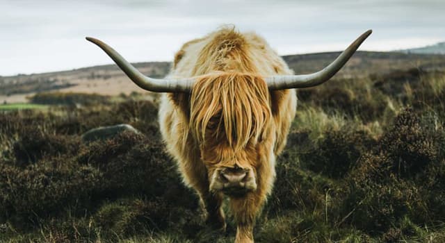 Natuur Trivia Vraag: Welke van deze dieren staat bekend om zijn dikke vacht en voor de sterke geur?