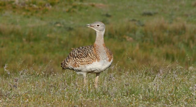 Natuur Trivia Vraag: Welke van deze is een van de zwaarste levende vliegende vogels?