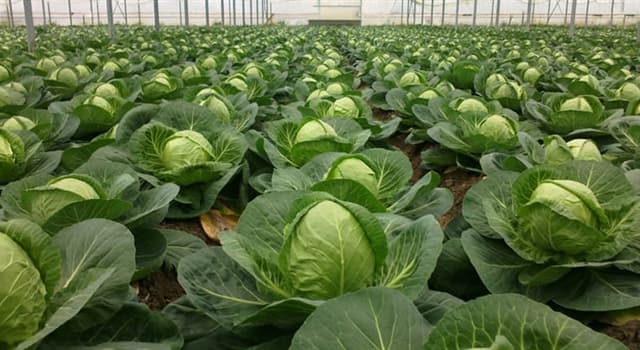 Natuur Trivia Vraag: Welke van deze planten hoort niet bij de wilde koolsoort Brassica oleracea?