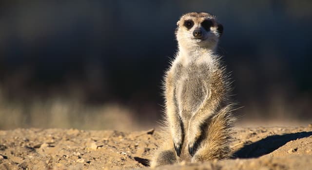 Natuur Trivia Vraag: Waar voeden stokstaartjes zich voornamelijk op?