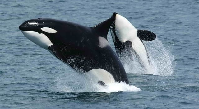 Natuur Trivia Vraag: Tot welke familie behoort de orka?