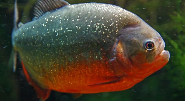 Nature Trivia Question: What is the name of this dangerous freshwater fish?