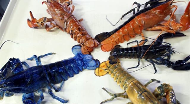 Nature Trivia Question: What is the rarest colour of lobster found in nature?