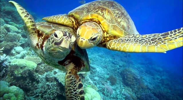 Natuur Trivia Vraag: Waar begraven zeeschildpadden hun eieren?