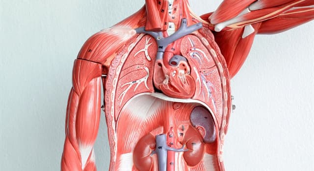 Wetenschap Trivia Vraag: Waar in het menselijk lichaam vind je de pelvis renalis?