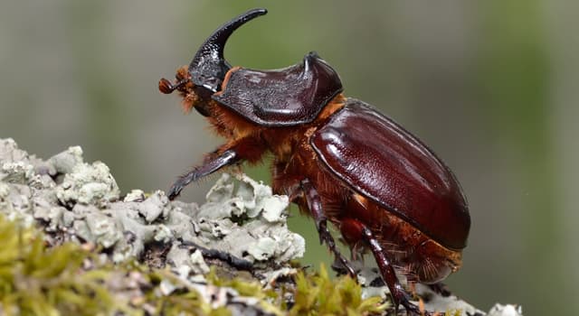 Natuur Trivia Vraag: Welke kever is te zien op de foto?