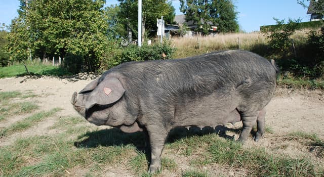 Nature Trivia Question: Which breed of pig is this?