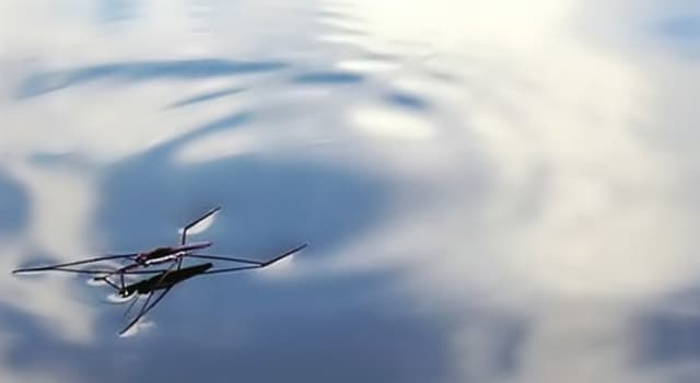 자연 상식 퀴즈: 물 위를 걸을 수 있는 곤충은?