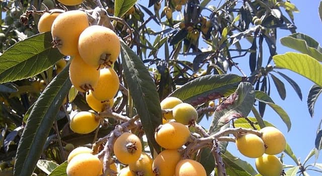 Nature Trivia Question: Which of the following is NOT a citrus fruit?