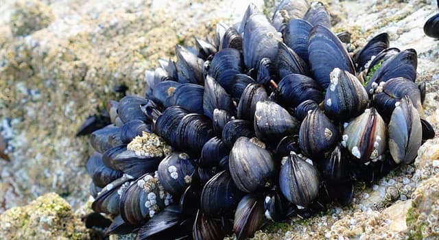 Natuur Trivia Vraag: Welke van deze kan gevonden worden in de schelpen van weekdieren?