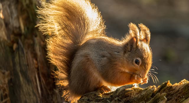 Natuur Trivia Vraag: Welke hiervan kunnen eekhoorns niet verteren?