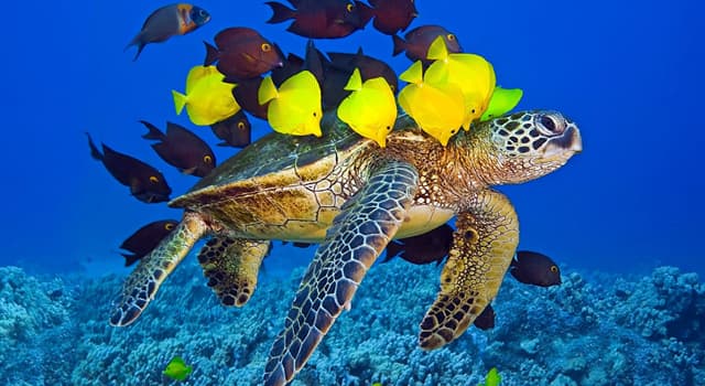 Natuur Trivia Vraag: Welke van deze is een zoutwatervis?