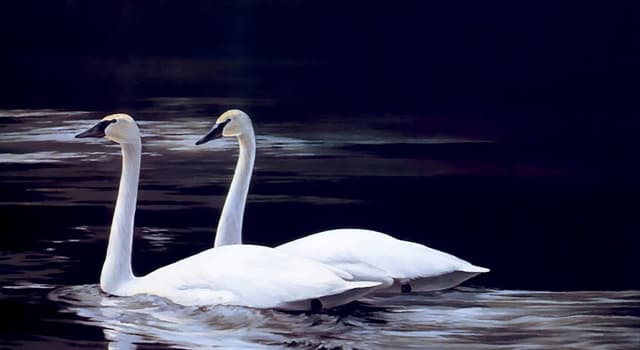 Cultura Pregunta Trivia: ¿A qué mito hace referencia la expresión "canto del cisne"?
