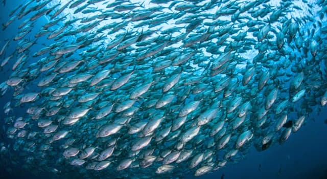 Kültür Trivia Sorusu: Balık grubuna ne ad verilir?