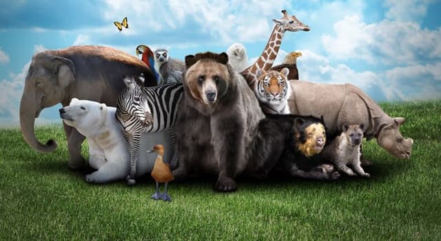 Naturaleza Pregunta Trivia: ¿Cuál de los siguientes animales habita en libertad en América?