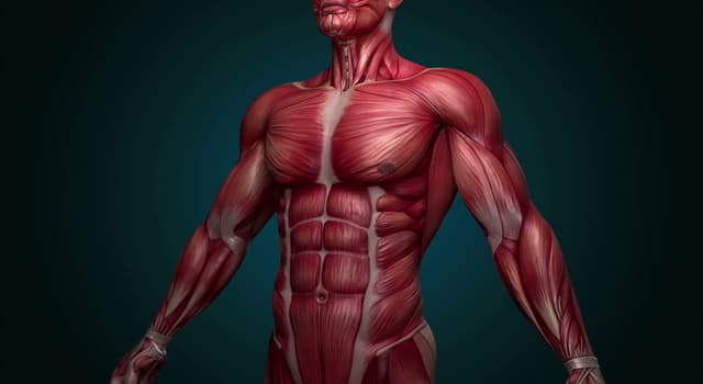 Ciências Pergunta Trivial: Os músculos eretores da coluna vertebral estavam em que parte do corpo humano?