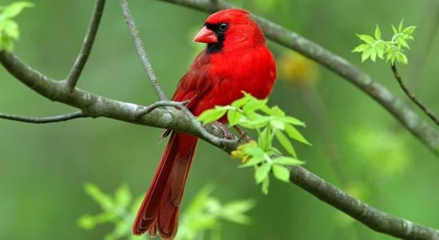 Naturaleza Pregunta Trivia: ¿Por qué el cardenal rojo vuela repetidamente hacia las ventanas?