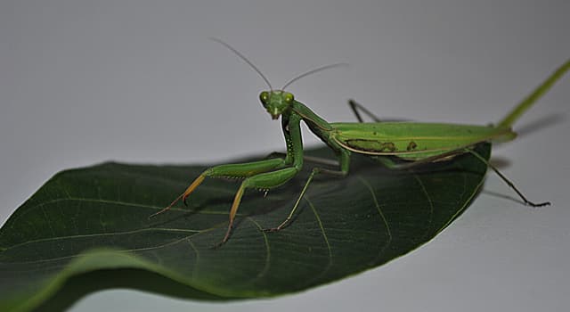 Naturaleza Pregunta Trivia: ¿Qué come la mantis religiosa?