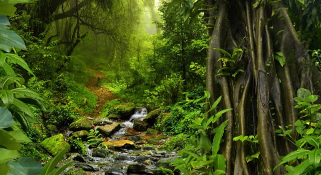 Natuur Trivia Vraag: Welke plant kan zijn bladeren nabootsen met de bladeren van de dichtstbijzijnde plant?