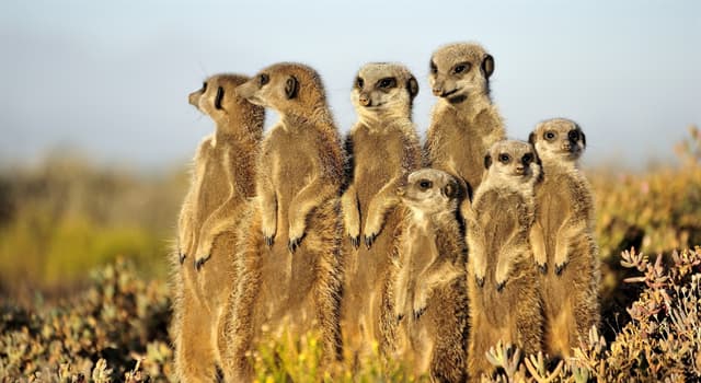 Natur Wissensfrage: Welche Tiere sind auf dem Foto dargestellt?