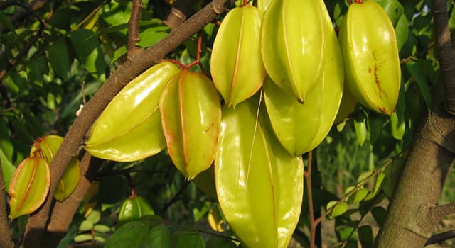 Nature Trivia Question: What is the alternative name for the starfruit?