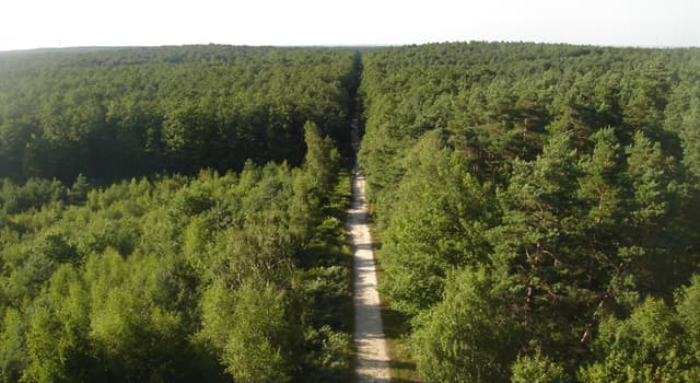 Geography Trivia Question: What is the largest forest in France?