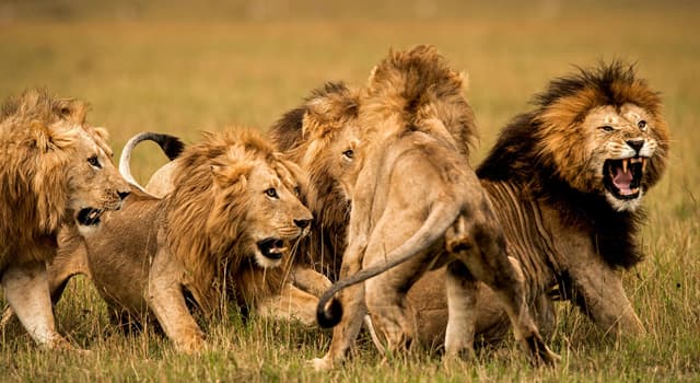 Sport Trivia Question: Which African football team is nicknamed the "Atlas Lions"?