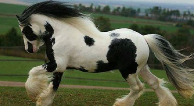 Nature Trivia Question: Which horse breed is this?