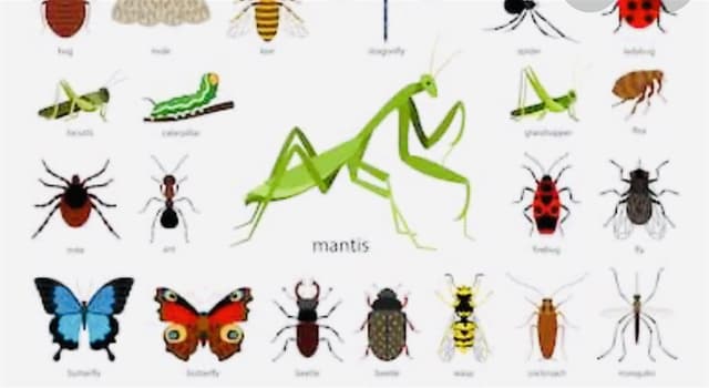 Natuur Trivia Vraag: Welke mannelijke insecten vormen een groot deel van het vrouwelijke dieet tijdens de paartijd?