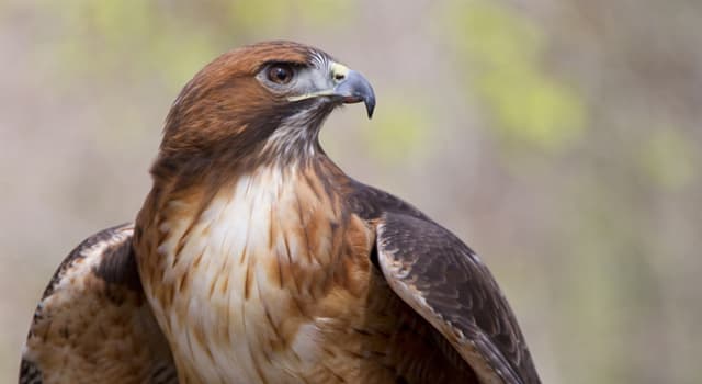 Natuur Trivia Vraag: Welke hiervan is het belangrijkste dieet van haviken?