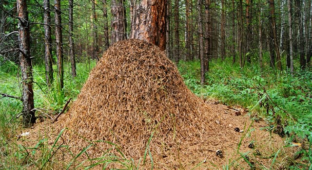 Doğa Trivia Sorusu: Karıncaların yuvalarına ne ad verilir?