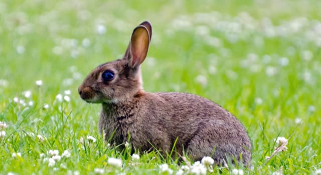 Nature Question: Comment appelle-t-on le mâle chez les lièvres et les lapins ?