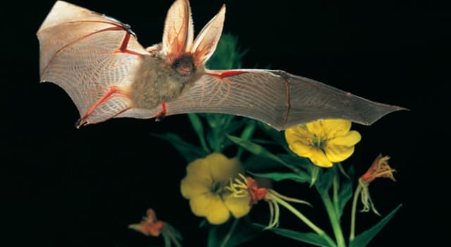 Nature Question: Comment les chauves-souris s’orientent-elles ?