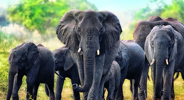 Natuur Trivia Vraag: Welk deel van Indische olifanten is kleiner dan dat van Afrikaanse olifanten?