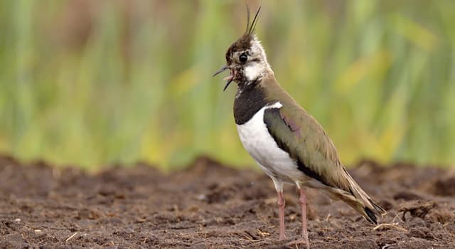 natura Pytanie-Ciekawostka: Co to za ptak?