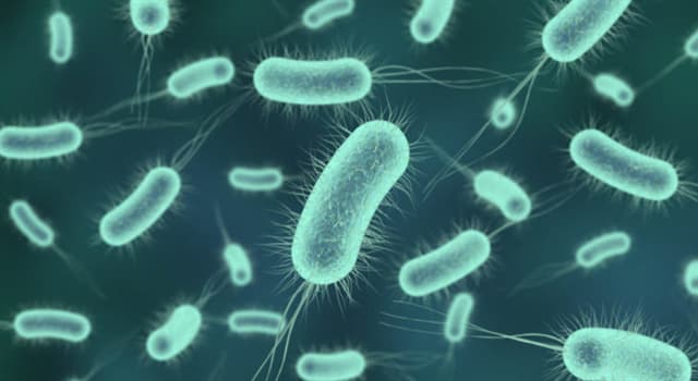 Сiencia Pregunta Trivia: ¿Cuál de estos seres microscópicos carece de células?