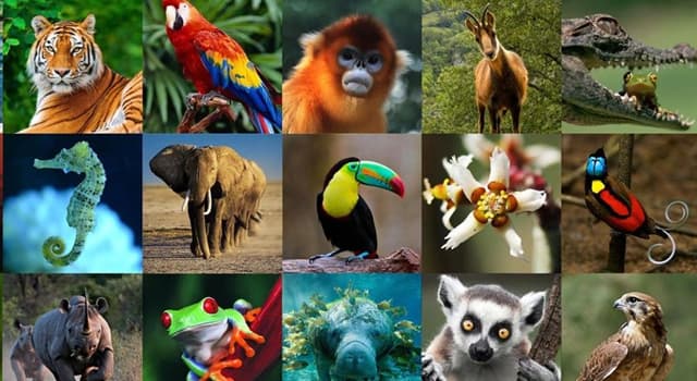 Naturaleza Pregunta Trivia: ¿Cuál de los siguientes animales tiene "sangre fría"?
