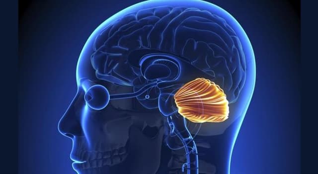 Сiencia Pregunta Trivia: ¿Cuál es la parte más grande del encéfalo después del cerebro y encargado del equilibrio?