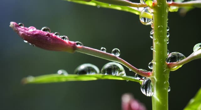 Natuur Trivia Vraag: Wat is in planten één van de functies van flavonoïden?