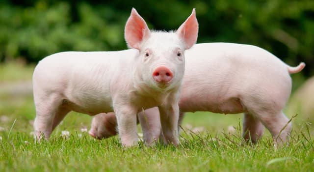 Film & Fernsehen Wissensfrage: In welcher Rateshow wurden die Kandidaten gefragt: "Welches Schweinderl hätten S’ denn gern?"