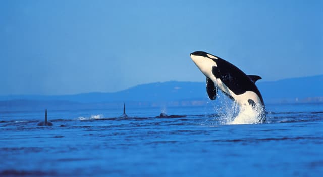 Natuur Trivia Vraag: Hoe vaak baart een orka een kalf?