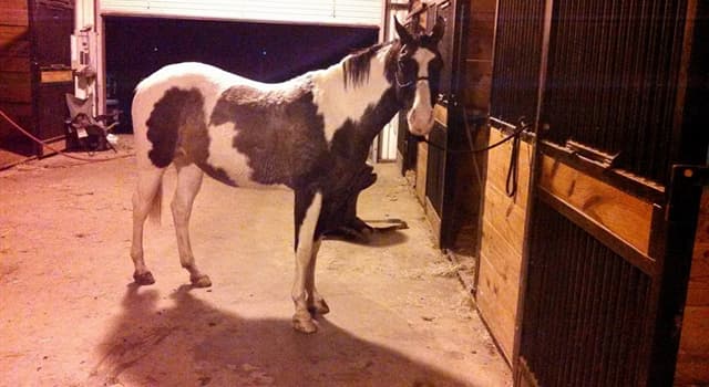 Natureza Pergunta Trivial: Onde está o "sapo" localizado na anatomia do cavalo?