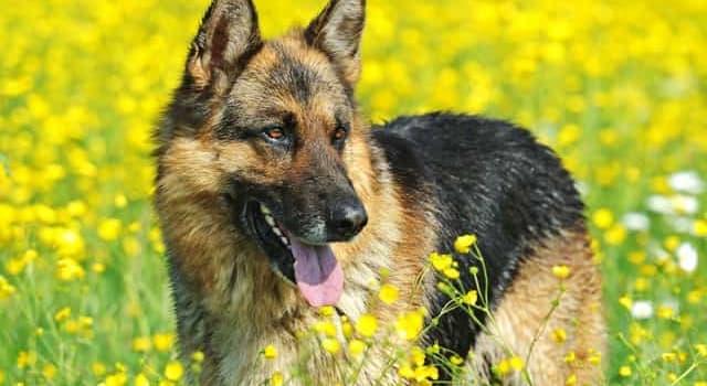 natura Pytanie-Ciekawostka: Jakiej rasy jest ten pies?